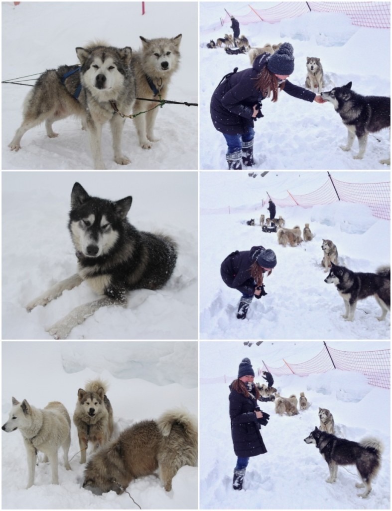 snow dogs (2)