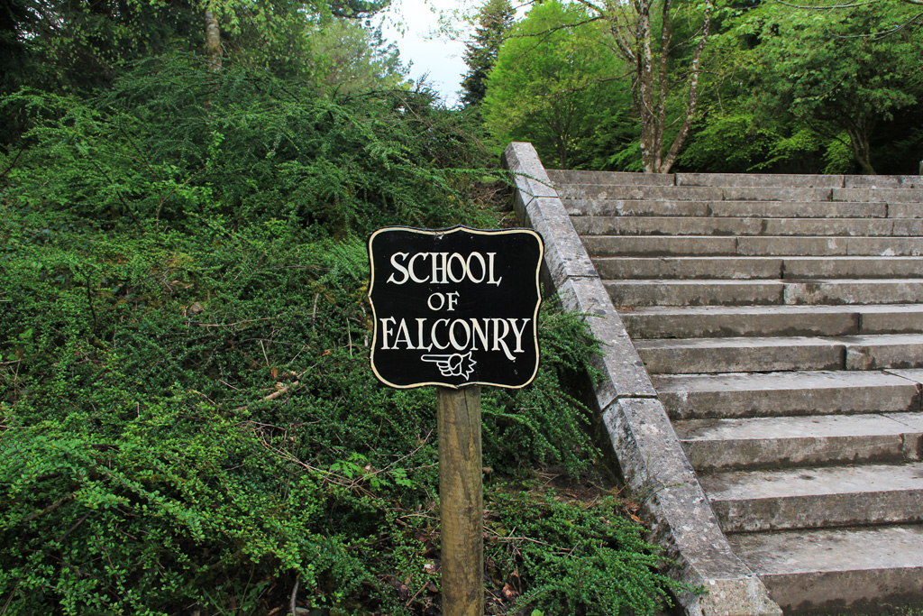 Ashford Castle and Ireland's School of Falconry