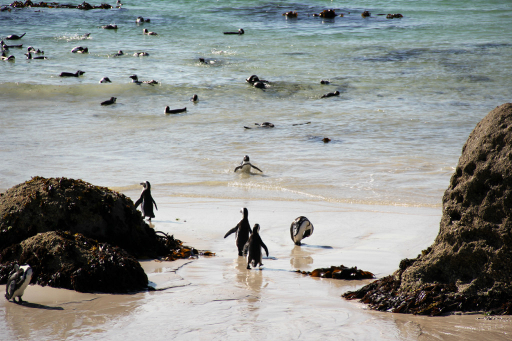 boulders beach - swimming penguins