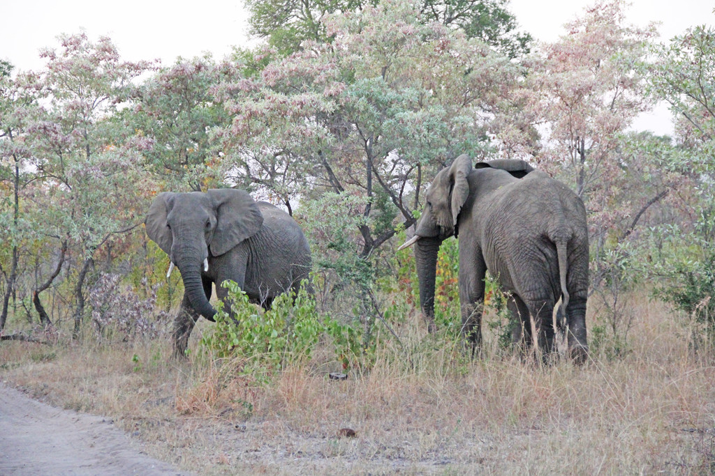 elephants in the bush