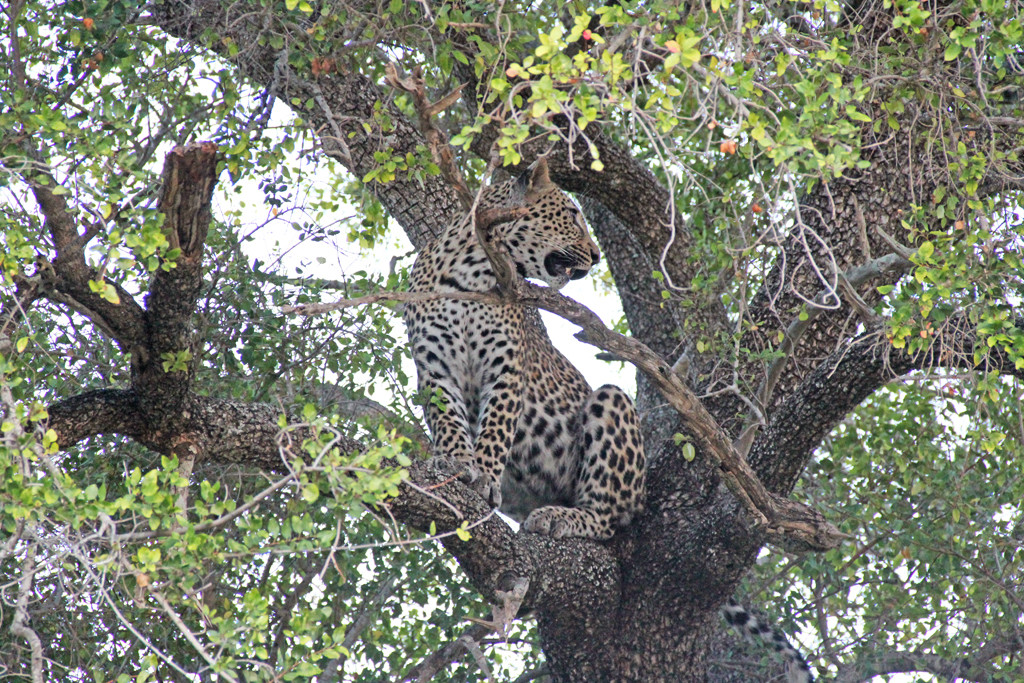 leopard - tree