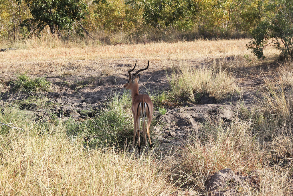 mcdonald's impala