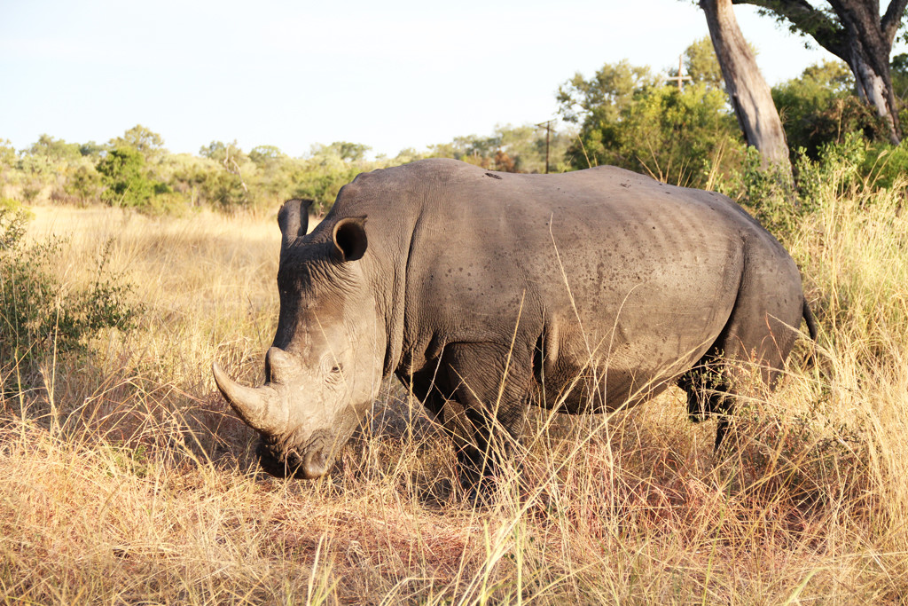 save the rhinos - the white rhino of kruger